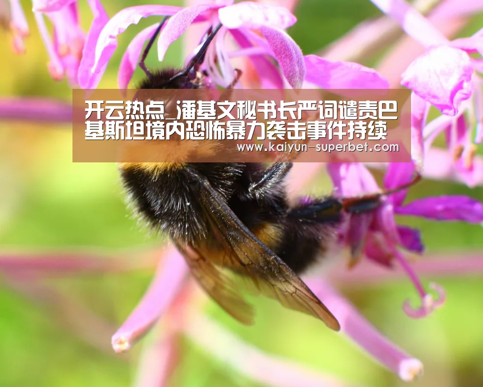 开云聚合